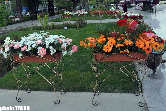 Bakı parklarında Gül bayramı keçirilir - FOTOSESSİYA